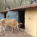 The new cow shed at MAITRI